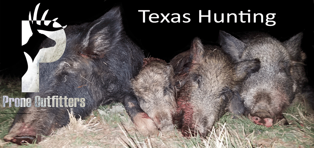 Picture of wild hogs: Texas Hunting Outfitters, Prone Outfitters