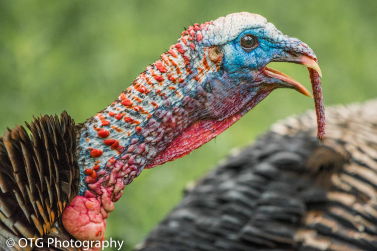 Link to Texas turkey hunting information